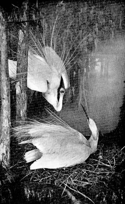 Snowy Egrets