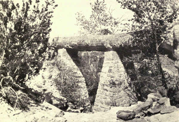 PETRIFIED TRUNK FORMING A BRIDGE OVER A CANYON