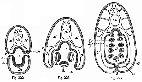 Transverse sections of young Amphioxus-larvae.