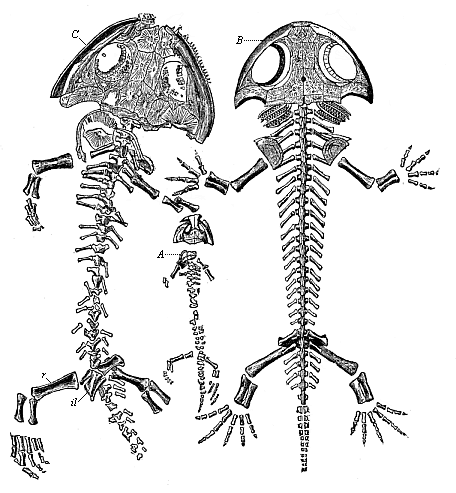 Fossil amphibian from the Permian, found in the Plauen terrain near Dresden (Branchiosaurus amblystomus).