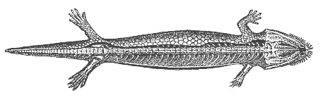 Fossil mailed amphibian, from the Bohemian Carboniferous (Seeleya).