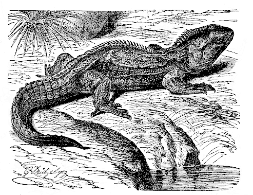 The lizard (Hatteria punctata = Sphenodon punctatus) of New Zealand.