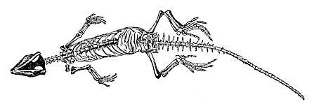 Homoeosaurus pulchellus, a Jurassic proreptile from Kehlheim.