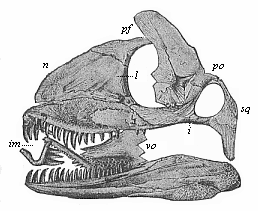 Skull of a Permian lizard (Palaehatteria longicaudata).
