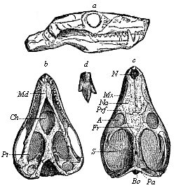 Skull of a Triassic theromorphum (Galesaurus planiceps), from the Karoo formation in South Africa.