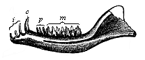 Lower jaw of a Primitive Mammal or Promammal (Dromatherium silvestre) from the North American Triassic.