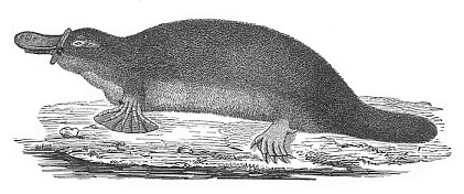 The Ornithorhyncus or Duck-mole. (Ornithorhyncus paradoxus).