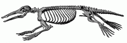 Skeleton of the Ornithorhyncus.