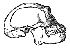 Skull of the fossil ape-man of Java (Pithecanthropus erectus), restored by Eugen Dubois.